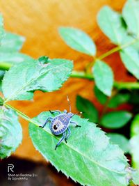 Close-up of butterfly on plant