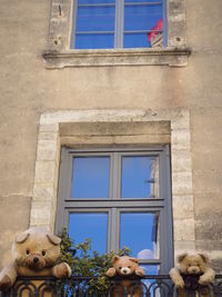 Low angle view of dog on window of building