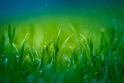 Wet grass in the spring. rural scenery of a green field. water droplets on the grass spikes. 