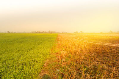 Scenic view of wheat field against clear sky