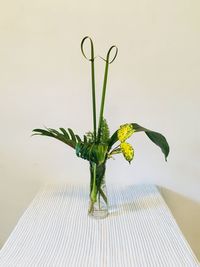 Close-up of plant in vase against white background