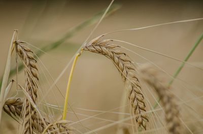 Close-up of wheat crops growing at farm