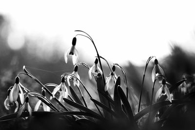 Close-up of flowering plants against sky