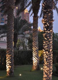 View of illuminated tree against building at night