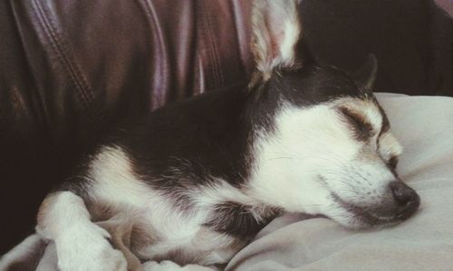 Close-up of dog sleeping