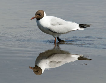 Seagull on a lake