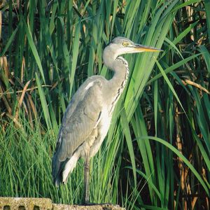 High angle view of gray heron perching on field