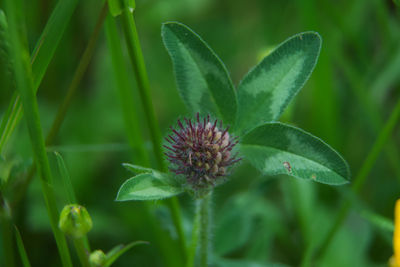 Close-up of purple flowering plant