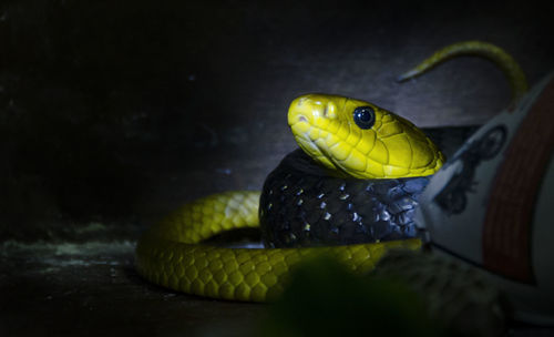 Snake Animal