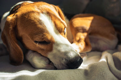 Close-up of dog sleeping on bed