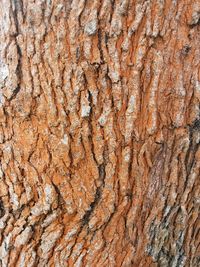 Full frame shot of tree trunk