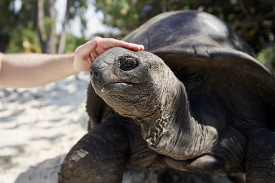 Cropped hand of woman holding turtle