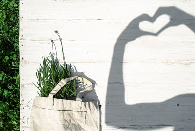 Shadow of potted plant on wall