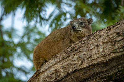 Low angle view of hyrax on tree