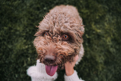 Close-up portrait of a dog