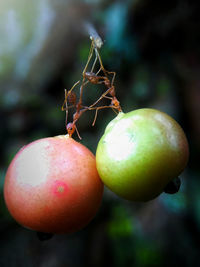 Close-up of fruits on tree