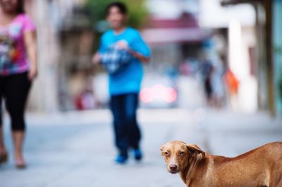 View of a dog on the ground