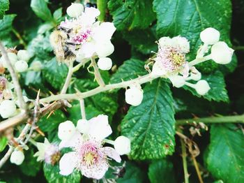 Close-up of white flowers