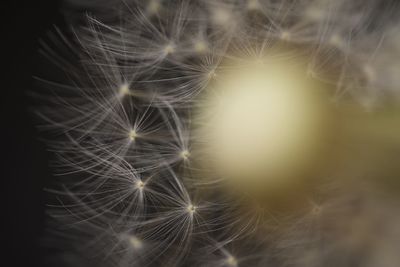 Close-up of dandelion against black background