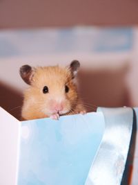 Close-up portrait of a hamster 