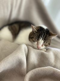 Close-up of cat sleeping on bed