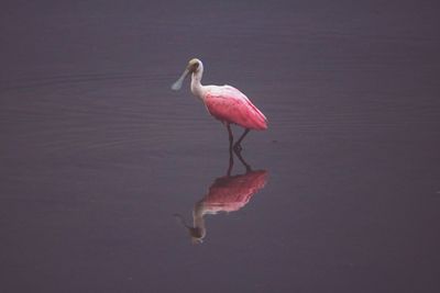 Bird perching on pink lake
