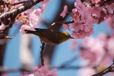 Low angle view of bird perching on tree