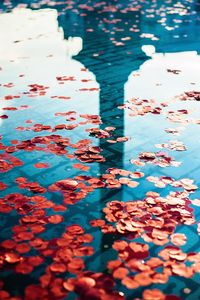 Poppy petals floating on pond at trafalgar square