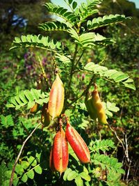 Close-up of fruits growing on tree