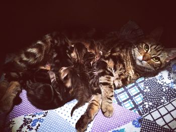 Close-up of cat relaxing on bed