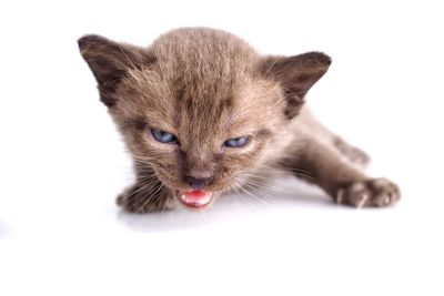 Close-up portrait of a cat over white background