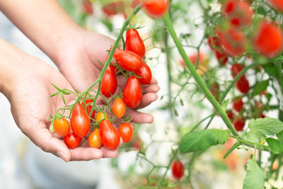 Close-up of hand holding red berries