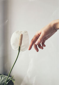 Close-up of hand holding plant over white background