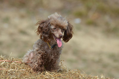 Sweet brown toy poodle sitting on a bail of hay.