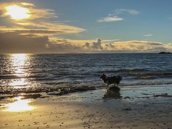 Dog on beach against sky during sunset