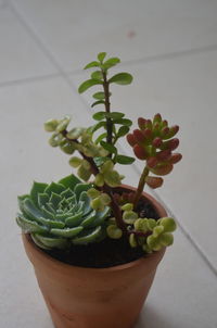 High angle view of potted plant on table