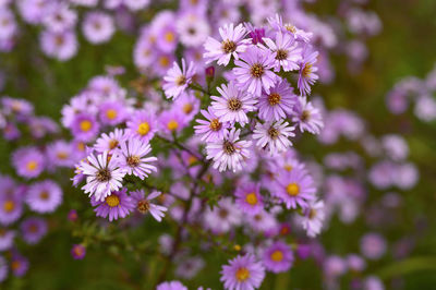 Autumn flowers aster novi-belgii vibrant light purple color in full bloom in the garden