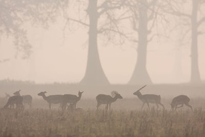 Flock of sheep grazing in a field