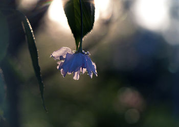 Close-up of purple flowering plant