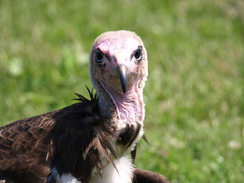 Close-up portrait of a bird on field