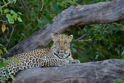 Cat relaxing on tree