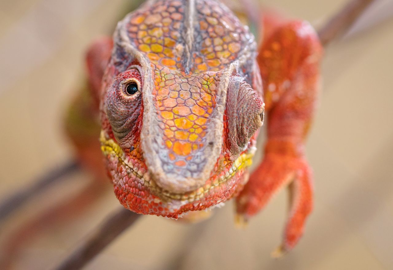 animal themes, one animal, animal, close-up, vertebrate, animals in the wild, animal wildlife, reptile, animal body part, no people, lizard, focus on foreground, day, animal head, nature, selective focus, eye, outdoors, animal eye, portrait, iguana, animal scale