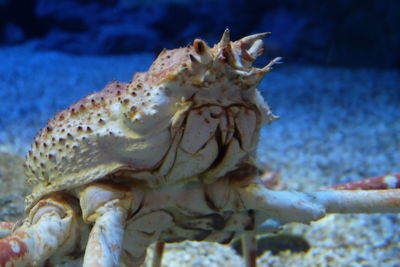 Close-up of turtle in sea