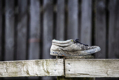 Close-up of a shoe on wooden fence