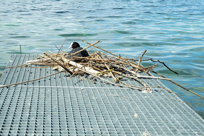 High angle view of bird perching on lake