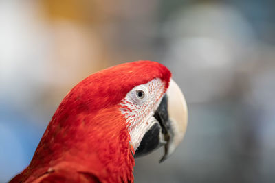 Close-up of a parrot