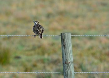 Close-up of bird perching outdoors