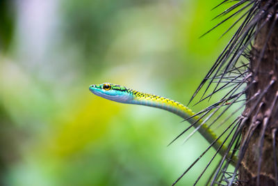 Close-up of parrot snake