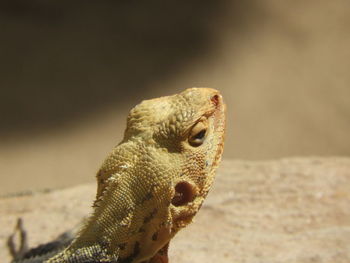 Close-up of a lizard looking away