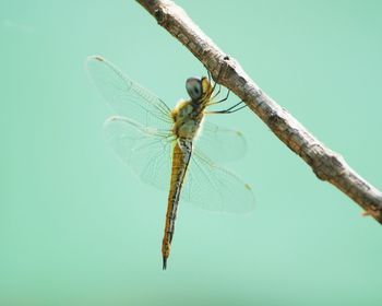 Close-up of dragonfly on plant